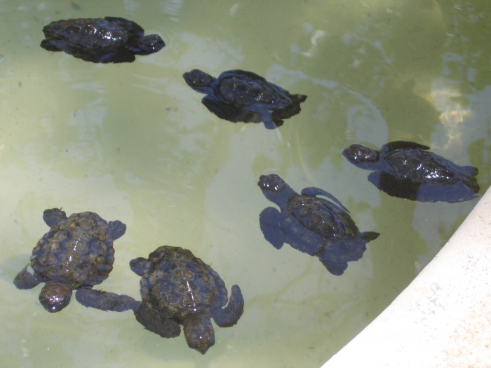 W rezerwacie żółwii morskich
