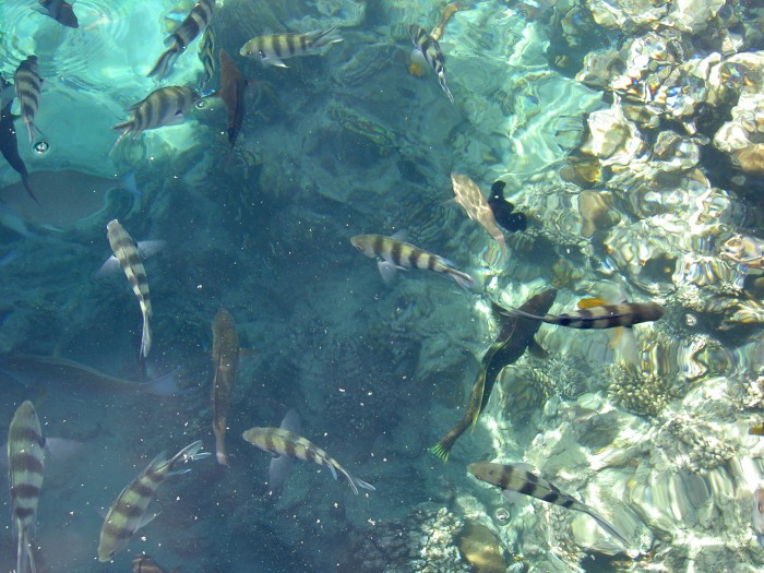 pod wodą znacznie piękniejsza rafa