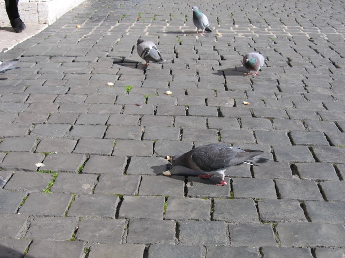 Gołębie na placu św. Piotra