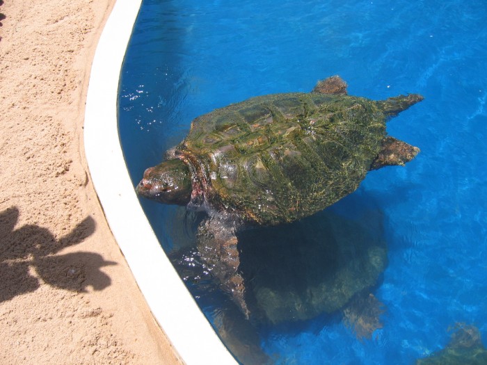 W rezerwacie żółwii morskich