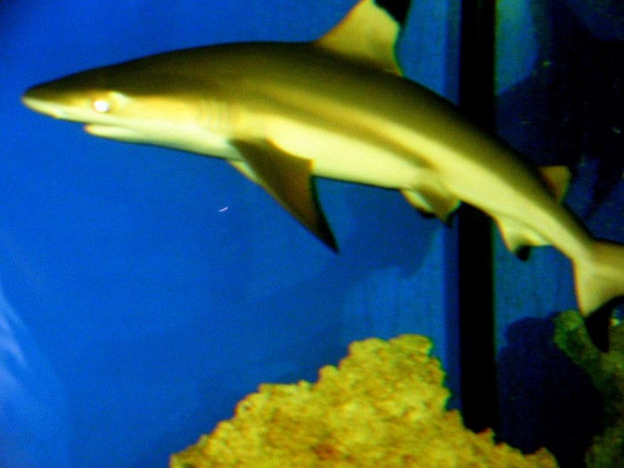 rekin (oceanarium)