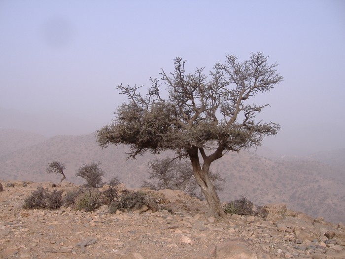 Drzewa arganiowe