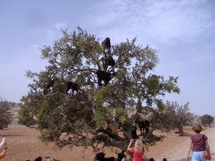Kozy na drzewie arganiowym