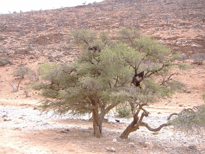 Kozy na drzewie arganiowym