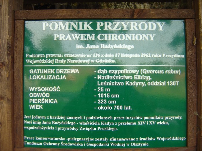 Rezerwat Kadyński las