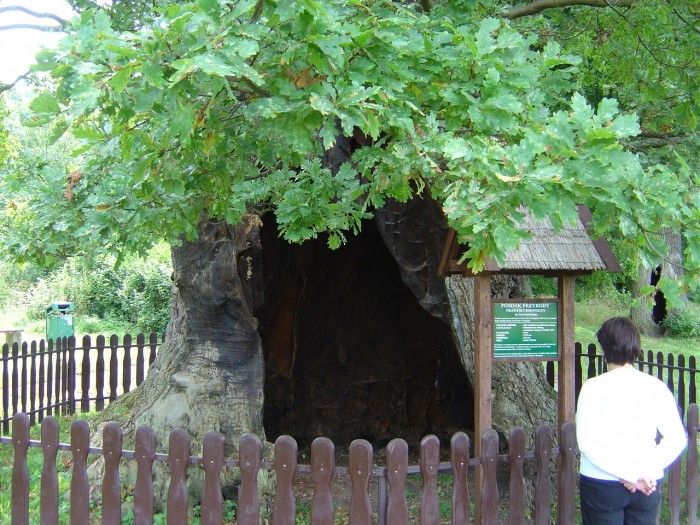 Rezerwat Kadyński las