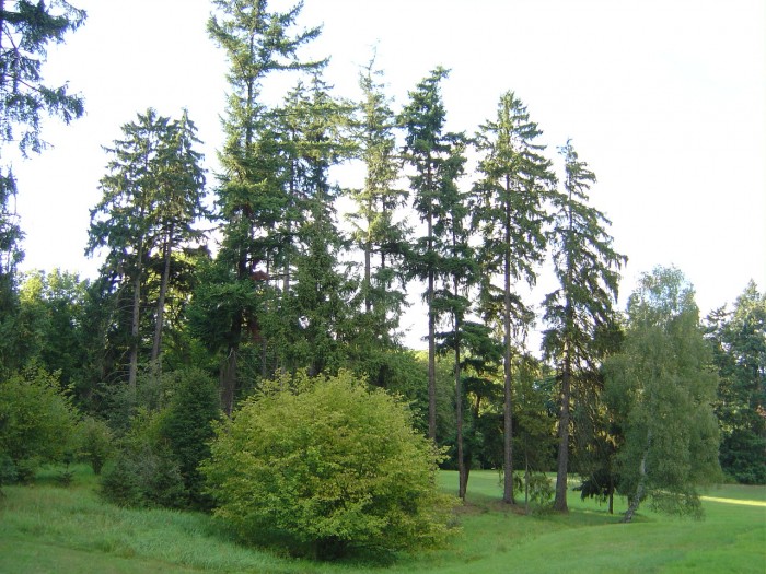 Kompleks parkowy w Gołuchowie
