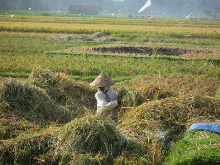Uprawa ryżu przez balijczyków