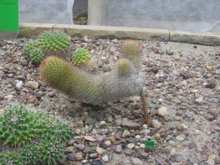 Kaktusik;)