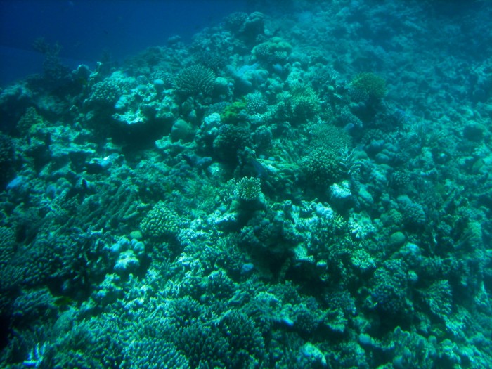 rejs na rafę koralową