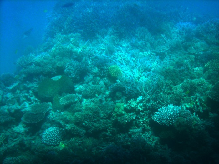 rejs na rafę koralową