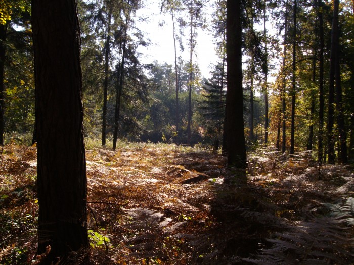 Lasy w okolicy Glogowa Młp.