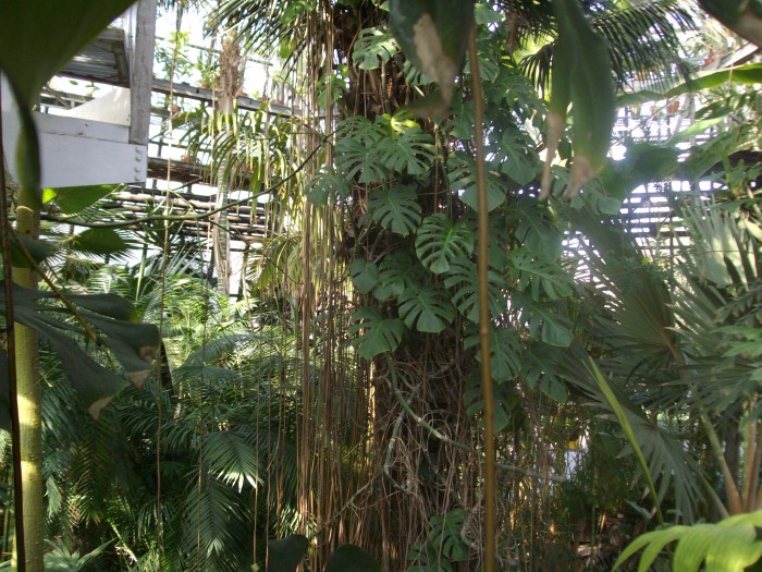 W Palmiarniach Ogrodu Botanicznego
