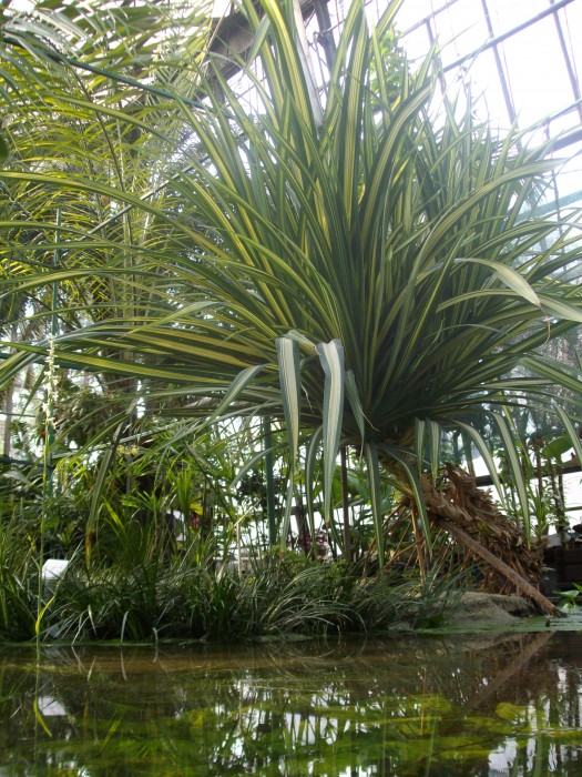 W Palmiarniach Ogrodu Botanicznego