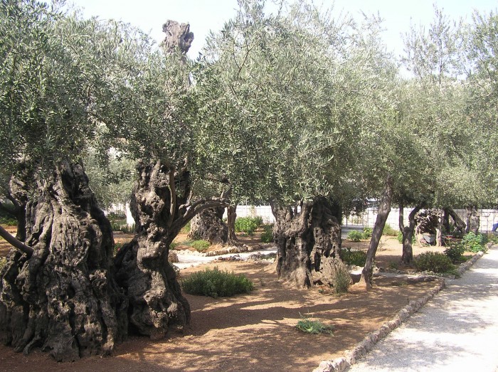 W ogrodzie oliwnym
