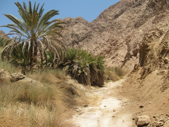 Oaza na pustyni Synaj