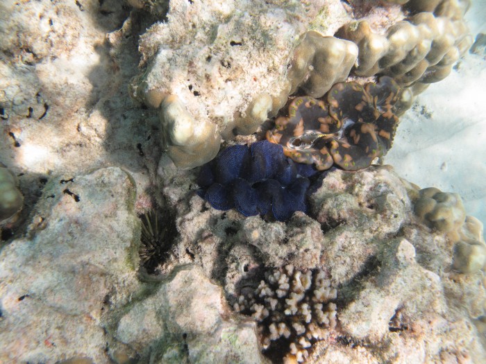 Podwodny świat Coral Island