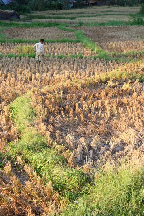 Pola ryżowe po zbiorach