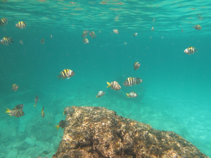 Podwodny  świat wyspy Raya