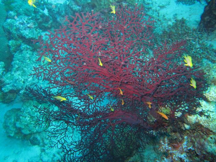 Similan Island - pod wodą