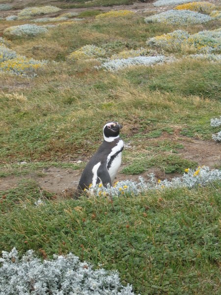 pingwiny w Ushuaia