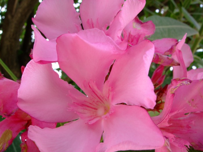 Kwiat rosnący w ogrodach Wersalu