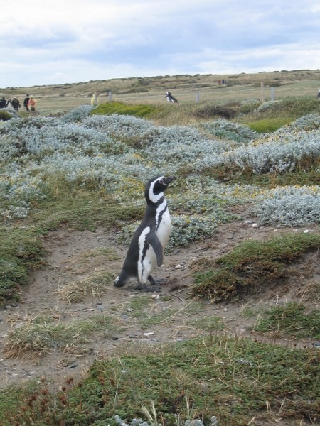 pingwiny  w Ushuaia
