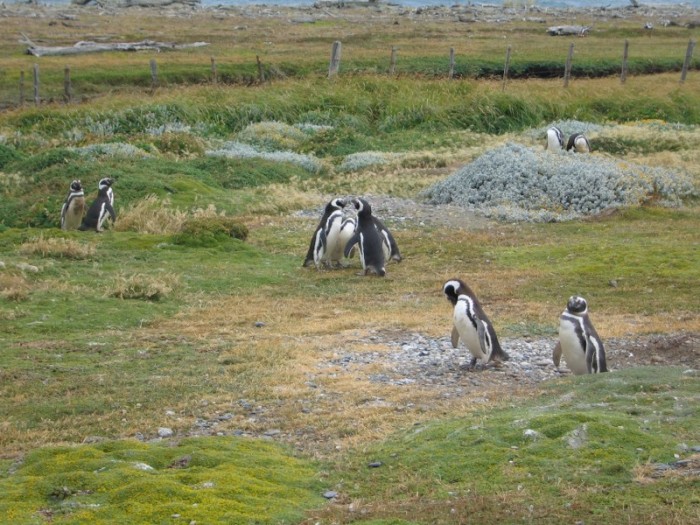 pingwiny Ushuaia
