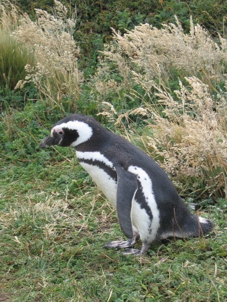 pingwiny w Ushuaia