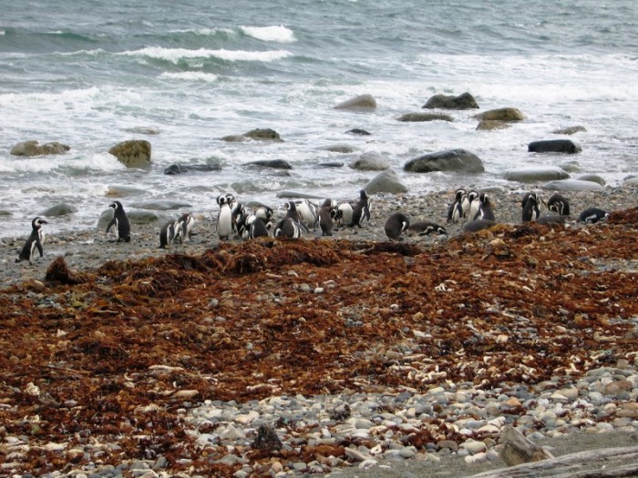 pingwiny Ushuaia
