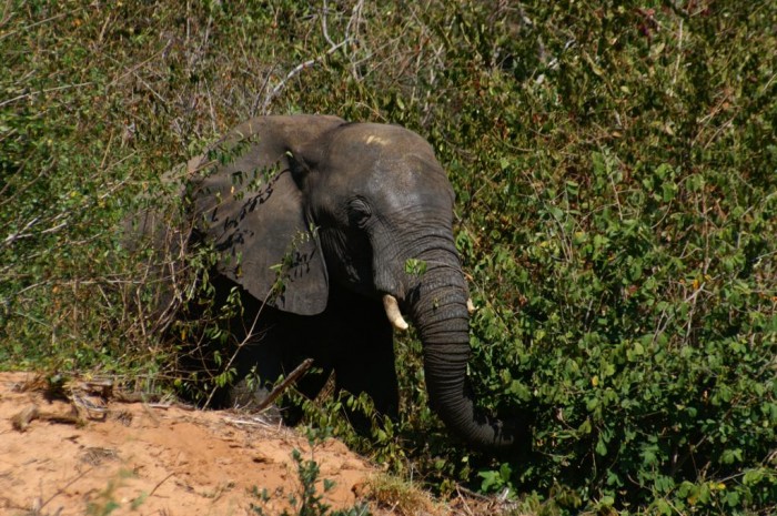 Botswanę zamieszkuje 60000 wolno żyjących słoni