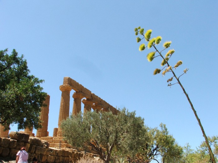 Świątynia Heraklesa
