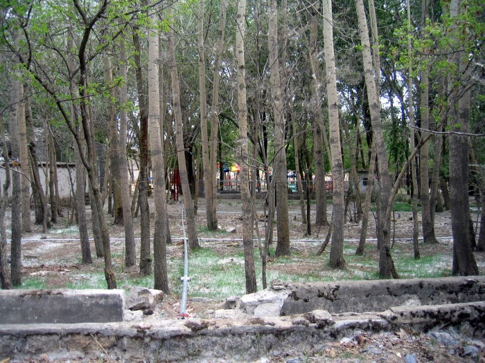 Eukaliptus - Ogrody rezyd. dalajlamów