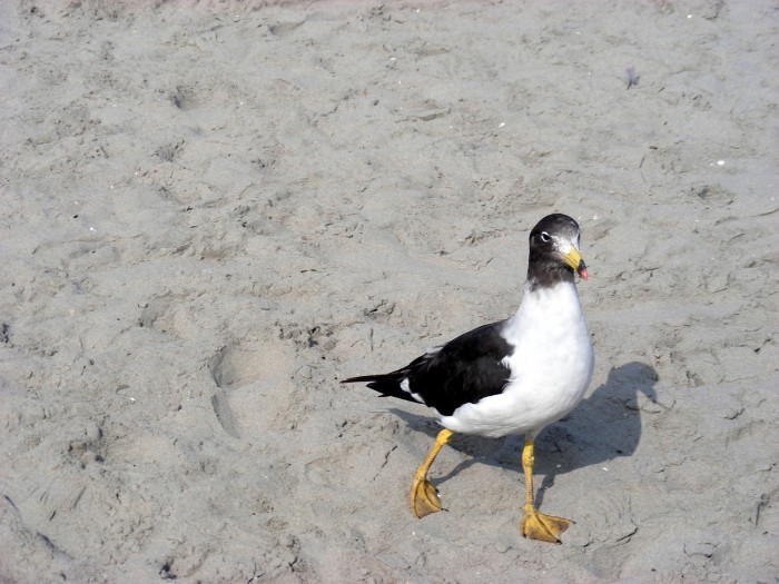Ptaki na plaży w Paracas,