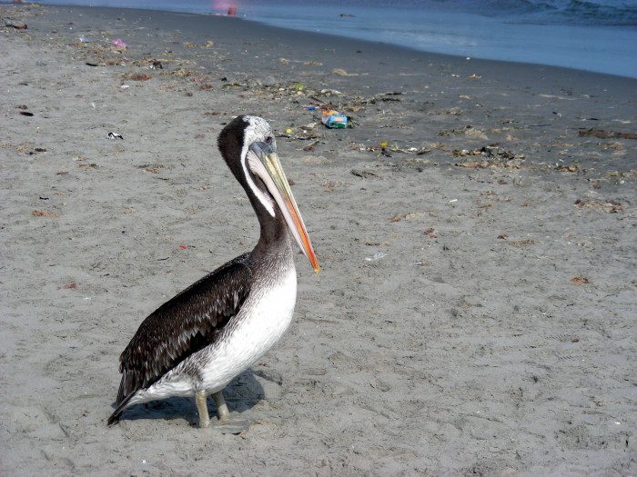 Pelikany na plaży w Paracas