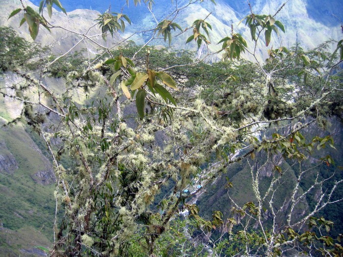 Roślinność na Machu Picchu