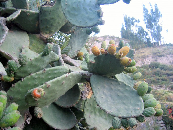Kwitnące jadalne kaktusy