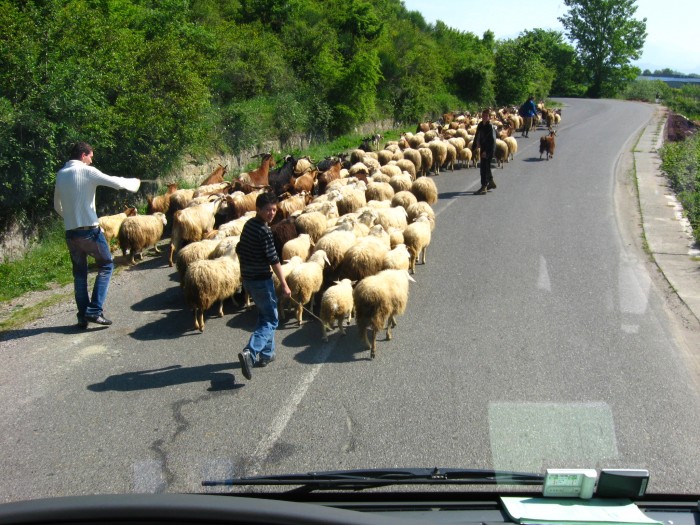 Przepędzanie owiec