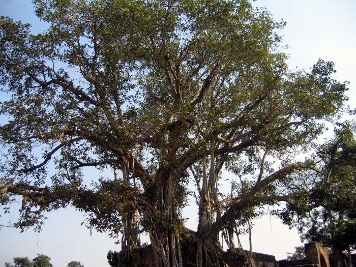 Pałac Dżahangira - Drzewo kroczące