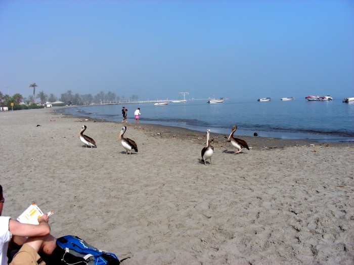 Pelikany na plaży w Paracas