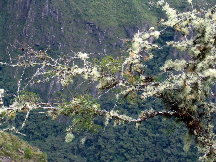 Roślinność na Machu Picchu