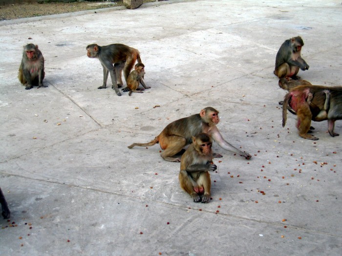 Małpy wśród świątyń