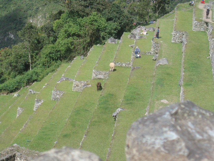 Lamy na tarasach w Machu Picchu