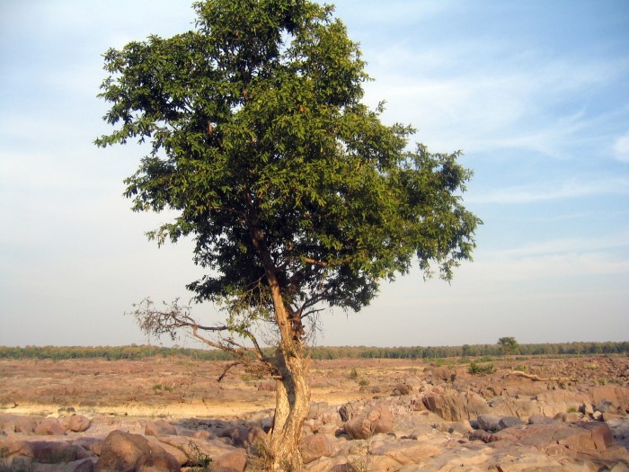 Rezerwat przyrody - drzewo tekowe