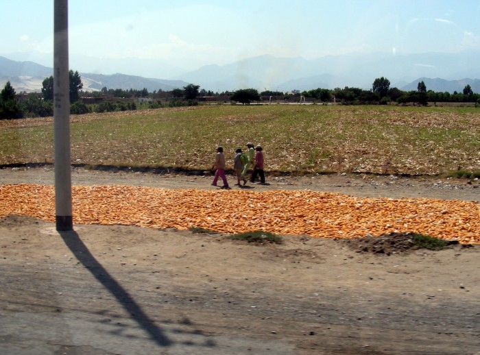 Droga z Paracas do Ica - suszenie kukurydzy