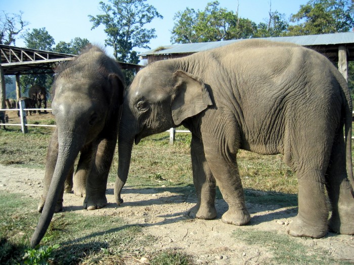 Hodowla słoni