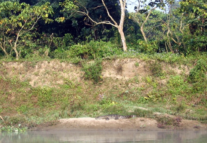 Rzeka Rapti i krokodyle