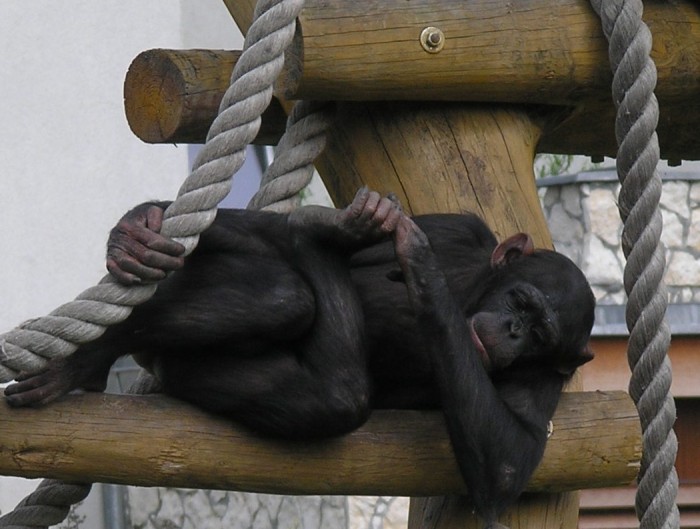 Poobiednia drzemka szympansa