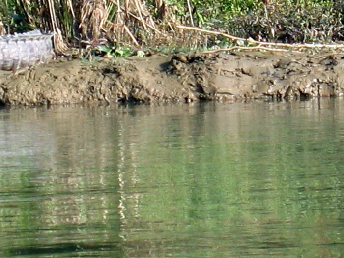 Rzeka Rapti i krokodyle