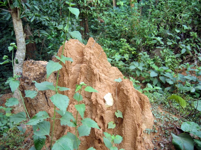 Kopce termitów